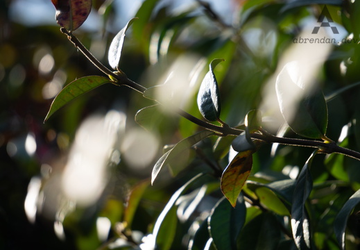 Sony Alpha ZV-E10