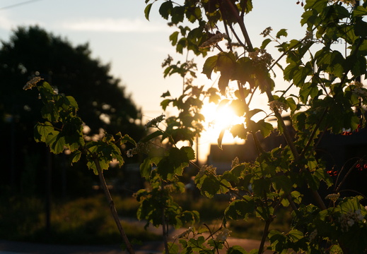 Sony Alpha NEX 5T
